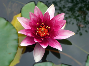 Beautiful pink lotus in full bloom in water.