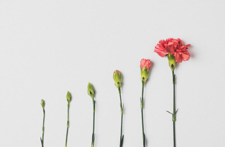 Six coral-colored carnations in line, from shortest to tallest.